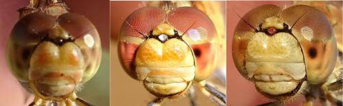 Réf. 354 118 : Sympetrum meridionale